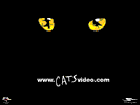 Cats Video